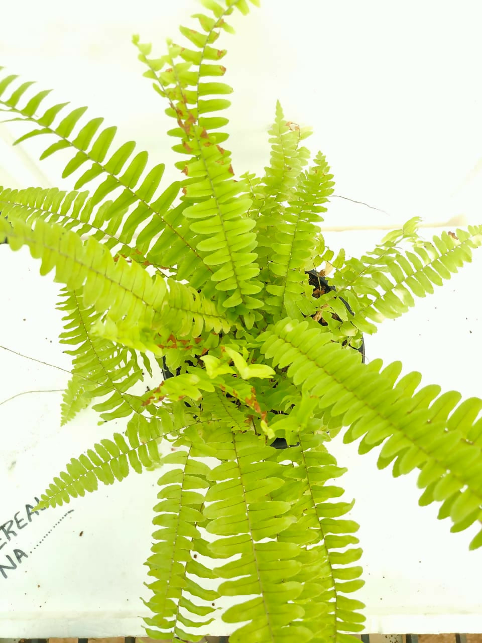 Macho fern (Hanging round pot)