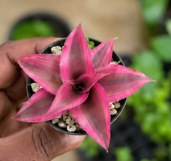 Red crypthanthus– Jiffy Sized