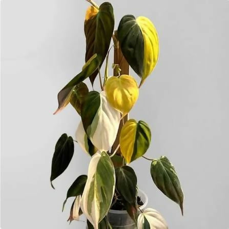 Philodendron Micans – Philodendron hederaceum – Aurea Variegated Collector Plant – 6-inch Nursery Pot – Foliages India