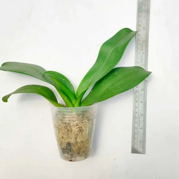 Phalaenopsis (PS-4)