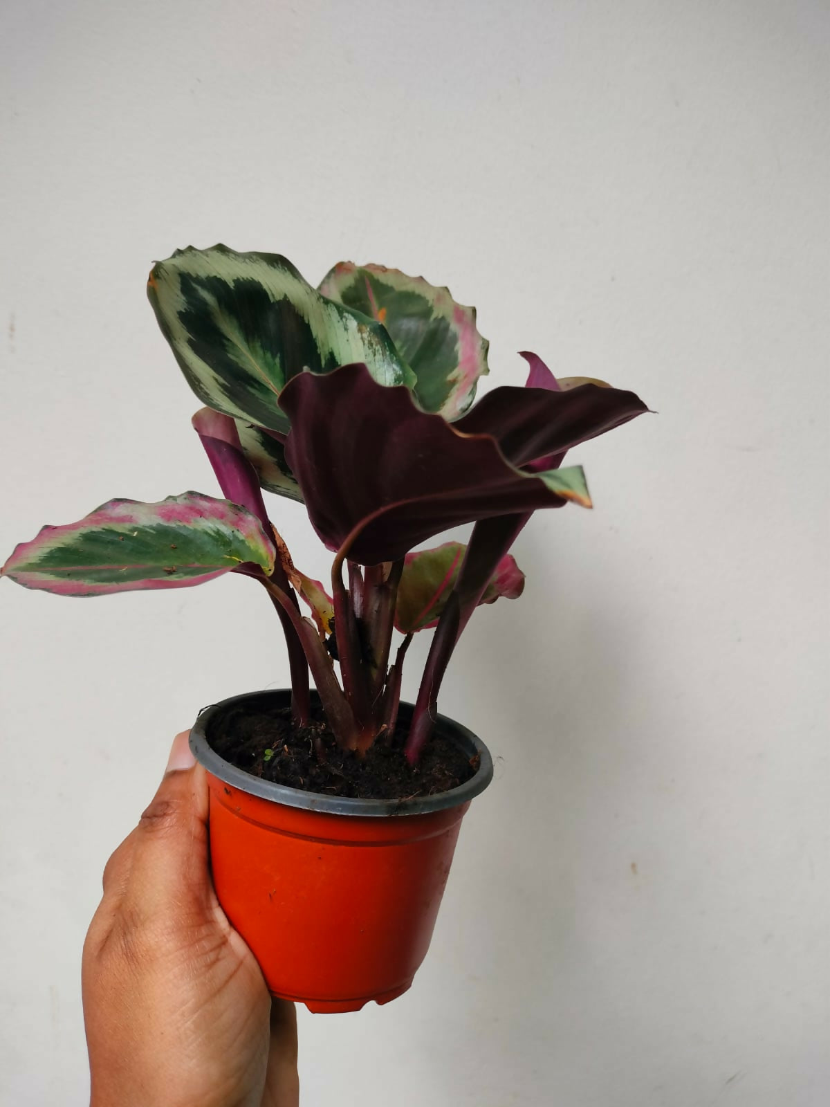 Calathea Roseopicta Marion- Tropical house plant- The Lush Flora