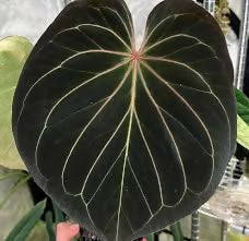 Anthurium 'King of Spades' (Anthurium KOS)