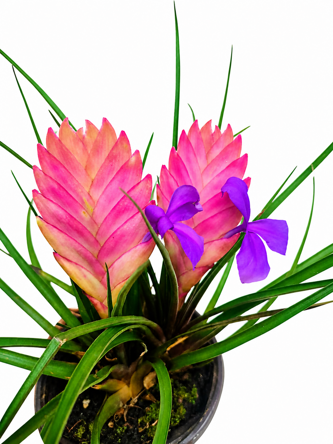Air plants Pink Quill bushy