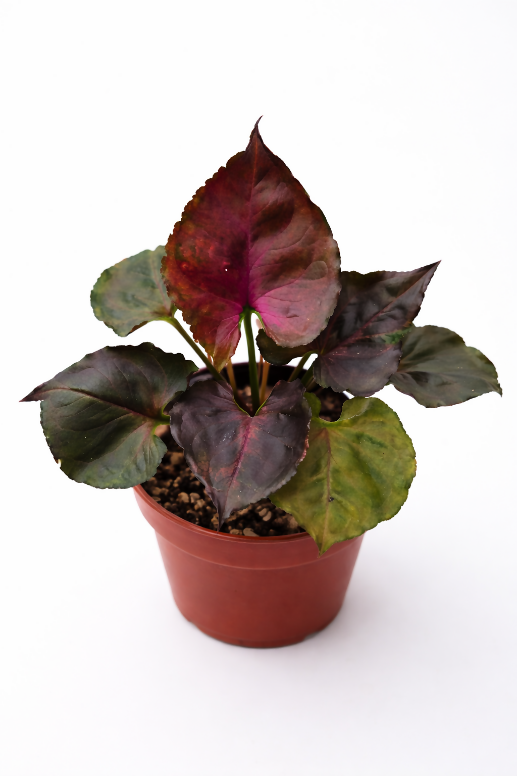 Syngonium Strawberry Ice