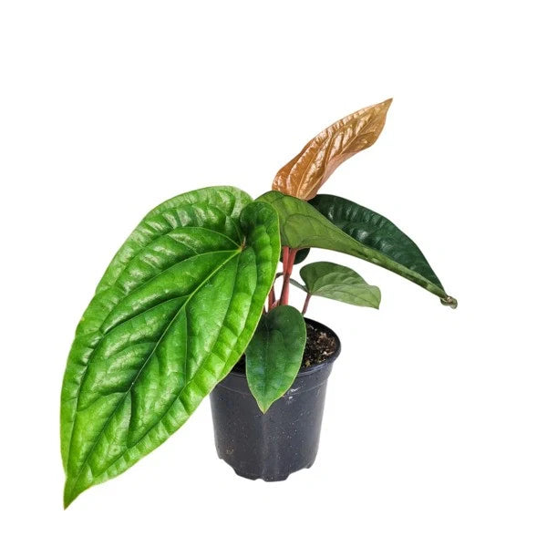 Anthurium Radicans x Luxurians - Super Rare