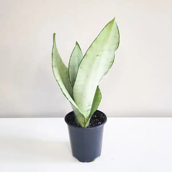 Moonshine Snake Plant