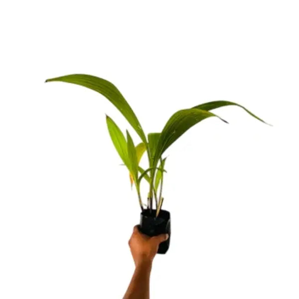 Purple Ground Orchid Bletilla