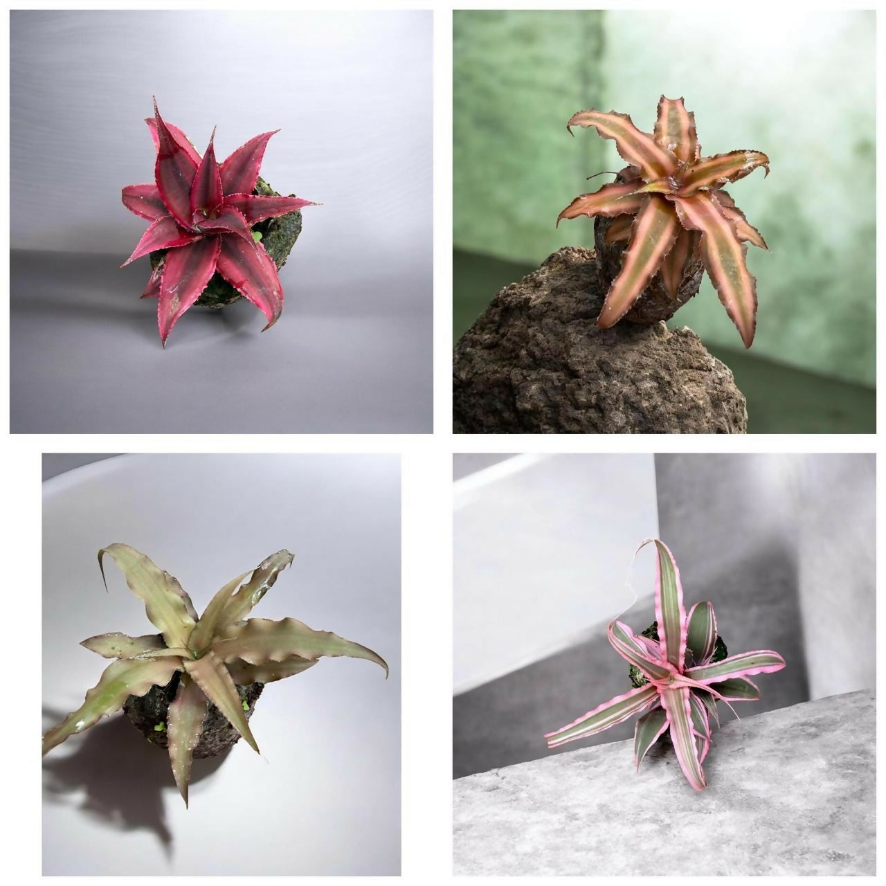 Cryptanthus Earth Star Combo – Jiffy Sized - Tharappel Nursery