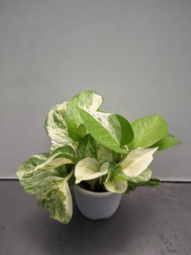 Manjula pothos