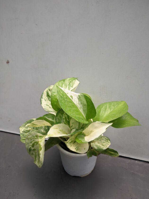 Manjula pothos