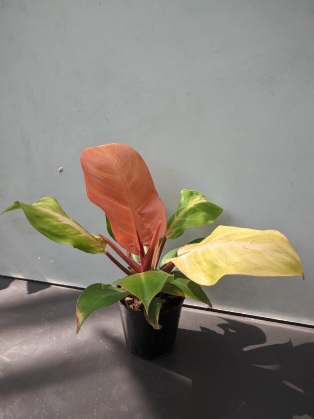 Philodendron Prince of Orange