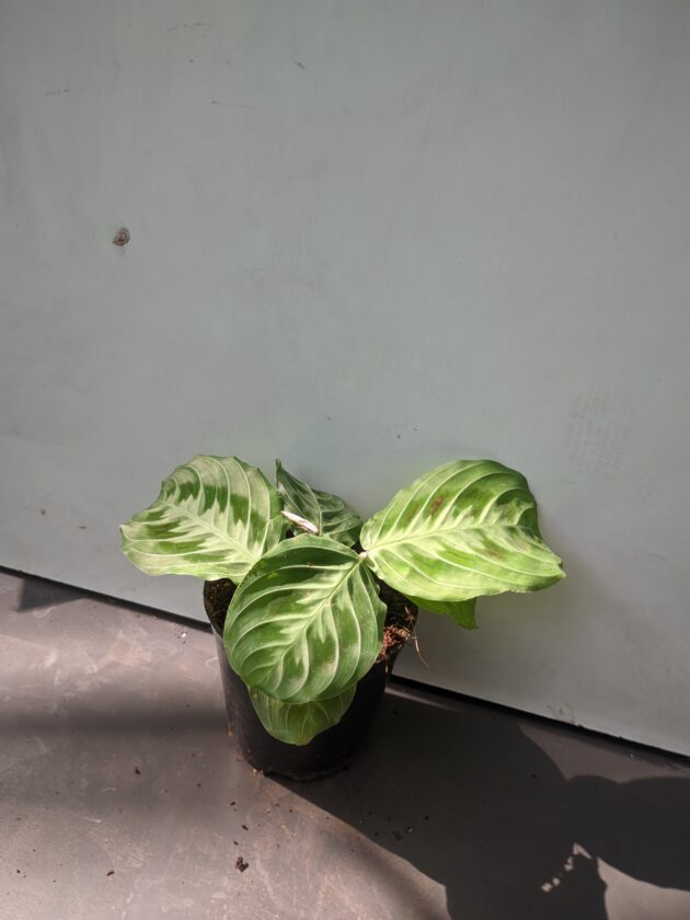 Maranta 'Cat Moustache'