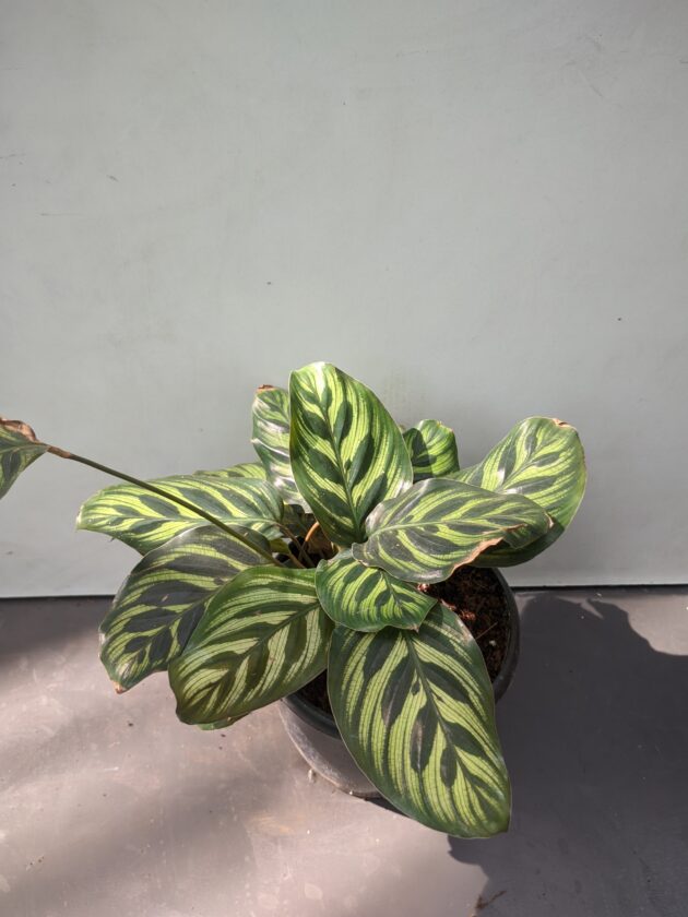 Calathea Makoyana