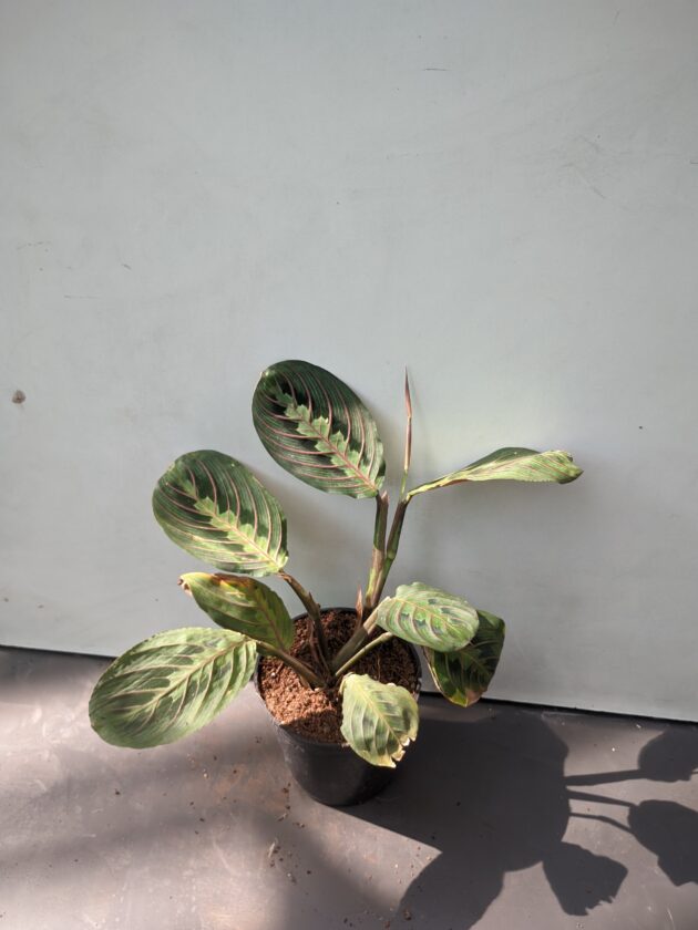 Maranta leuconeura