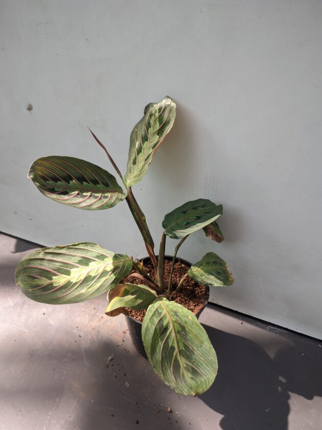 Maranta leuconeura