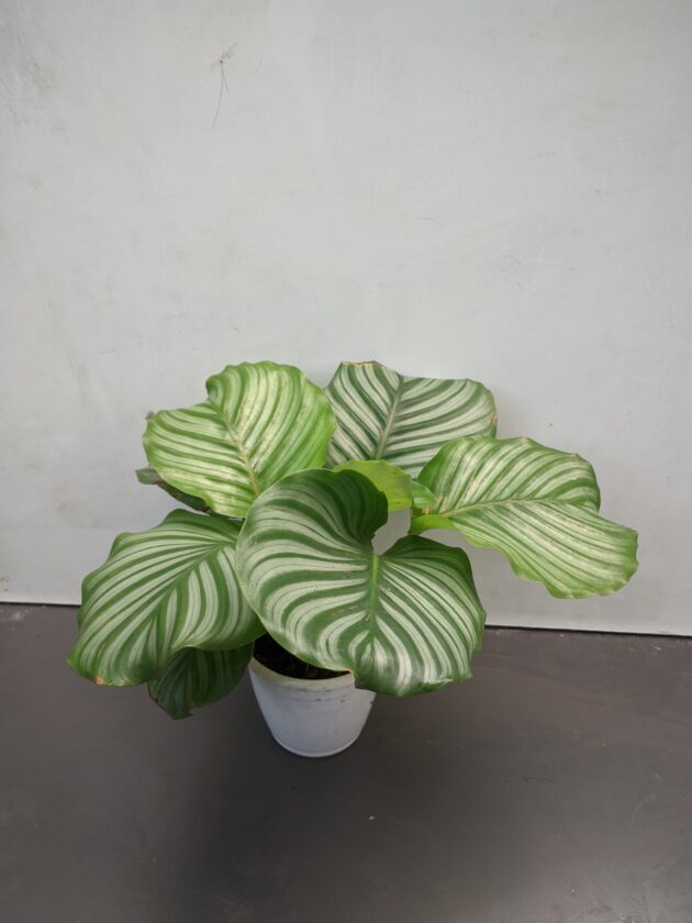 Calathea Orbifolia