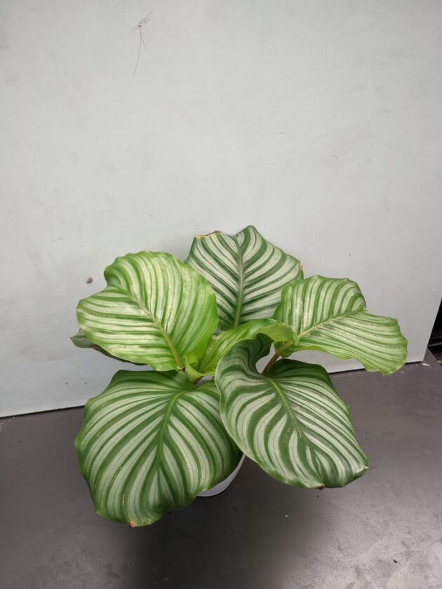 Calathea Orbifolia