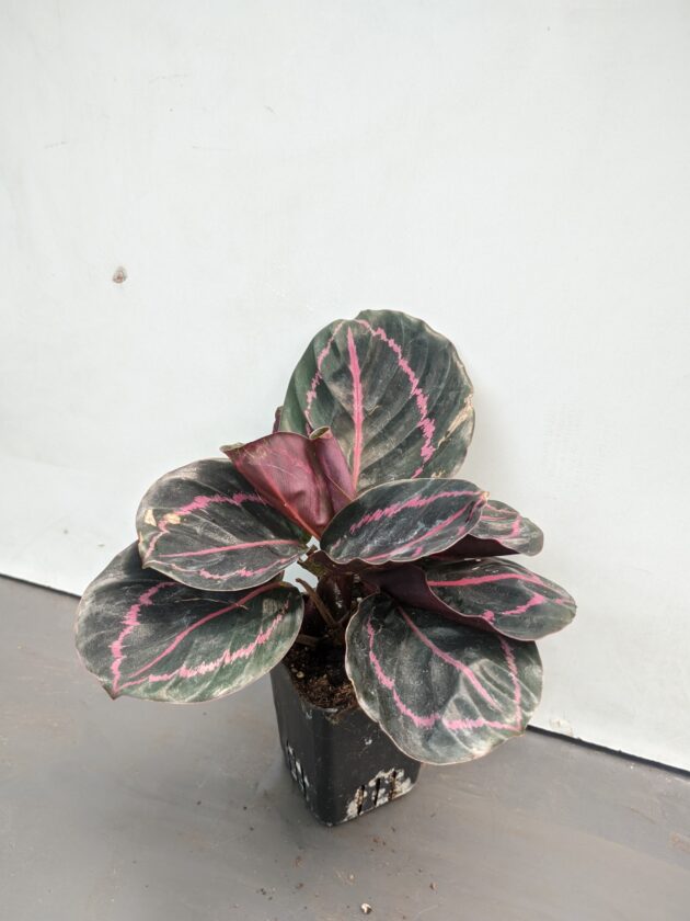 Calathea roseopicta Dottie