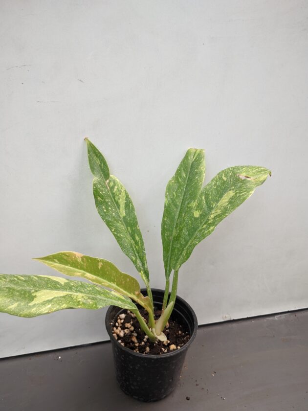 Philodendron Ring of Fire