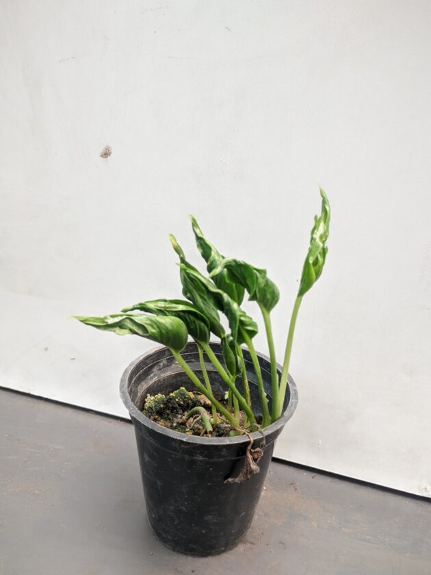 Sleeping' Shangri La pothos