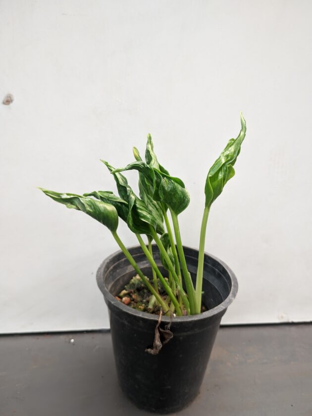 Sleeping' Shangri La pothos