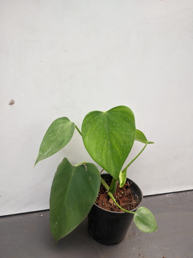Philodendron Microstictum