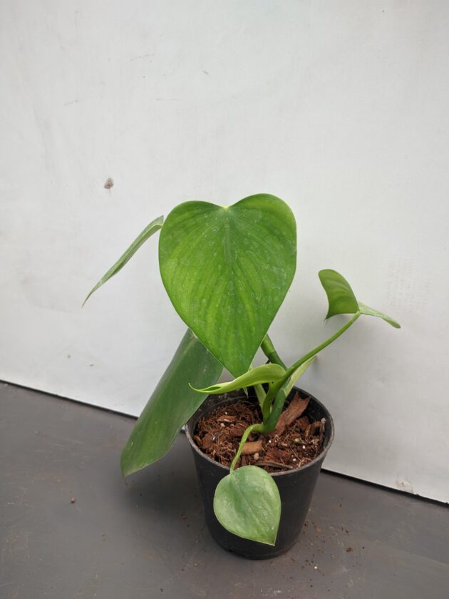 Philodendron Microstictum