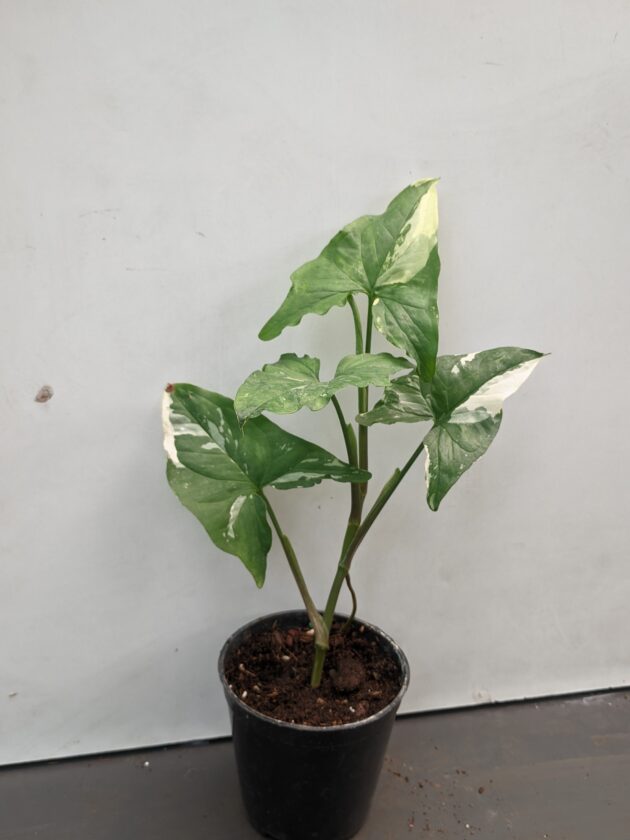 Syngonium albo-variegated