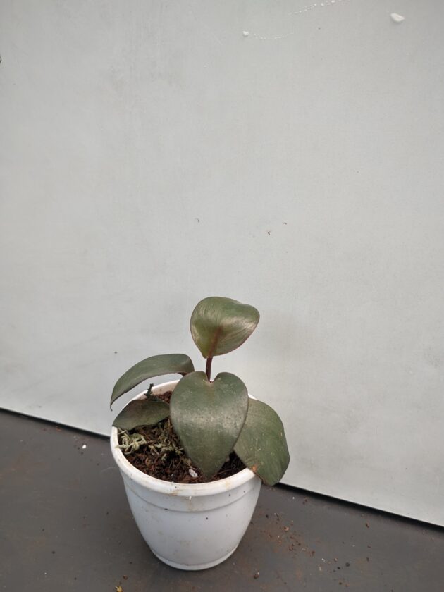 Philodendron Red Heart