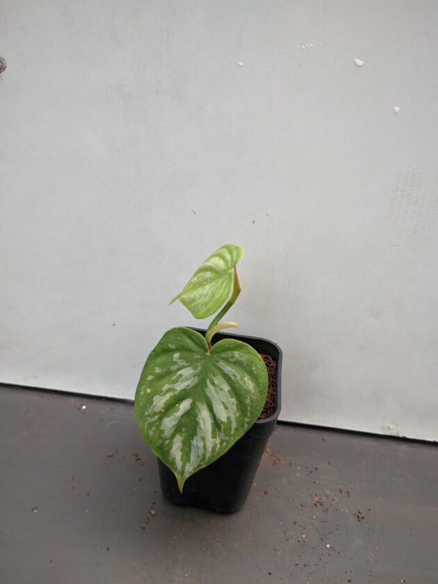Philodendron Brandtianum