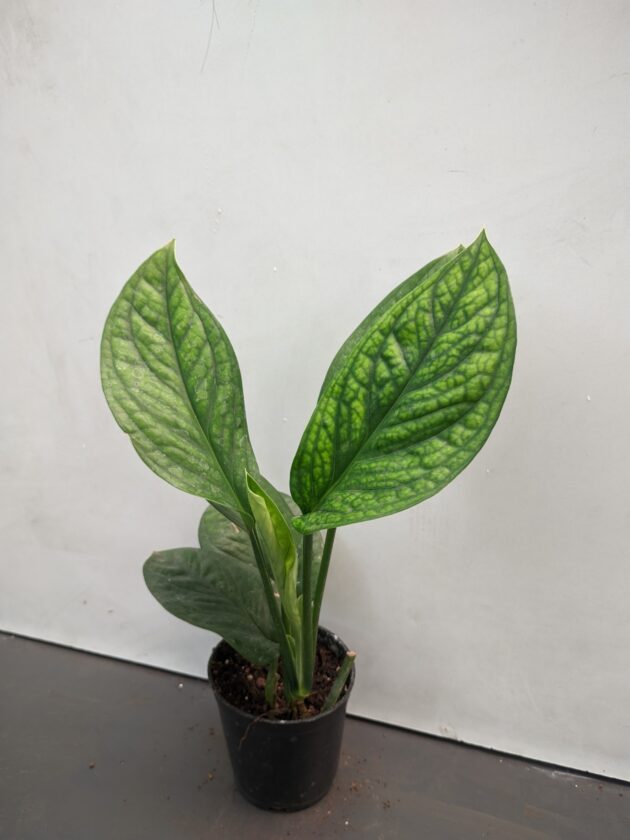 Monstera pinnatipartita