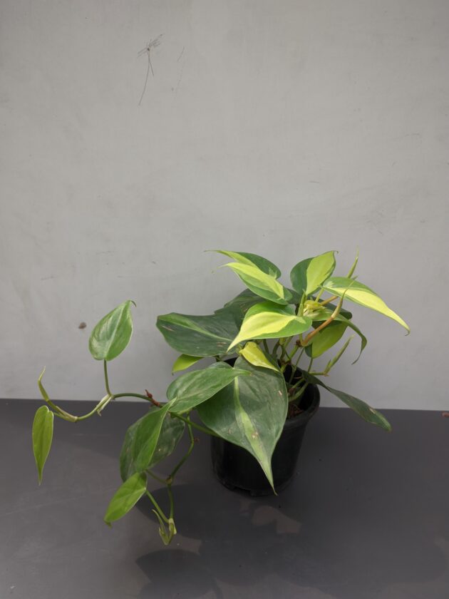 Brasil / Heart leaf