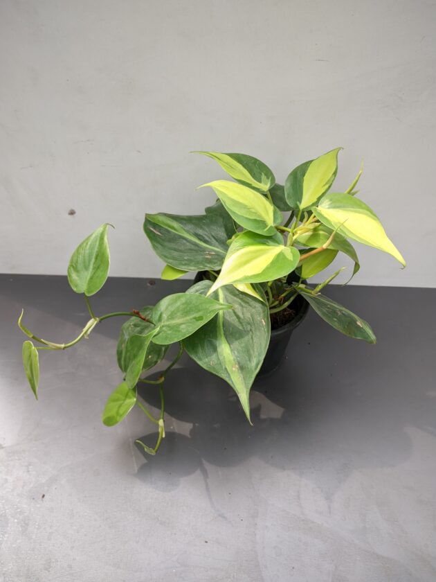Brasil / Heart leaf