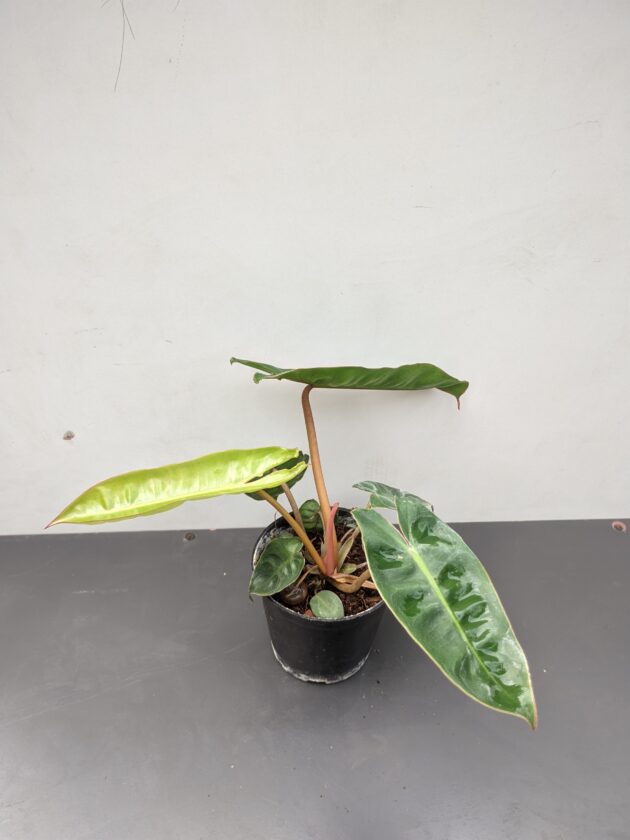 Philodendron Billietiae