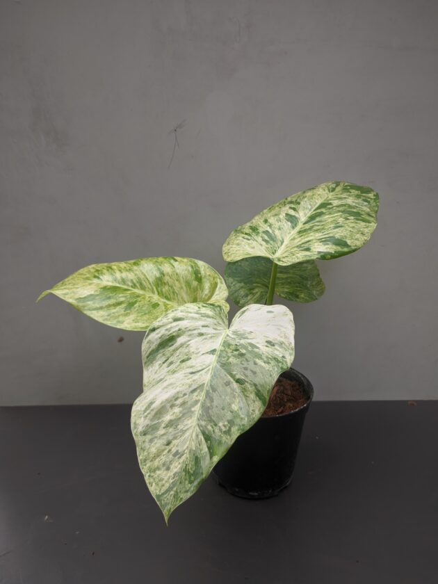 Giganteum Blizzard' Aurea variegated