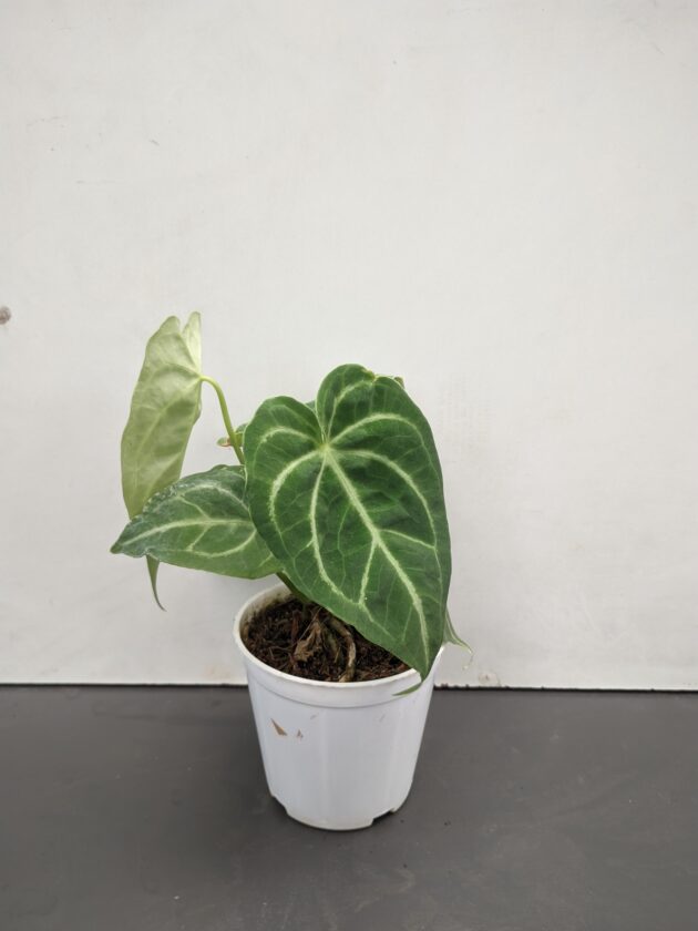 Anthurium Crystal hope hybrid