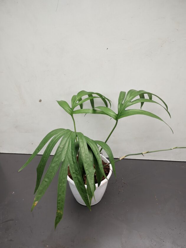 Amydrium Zippelianum