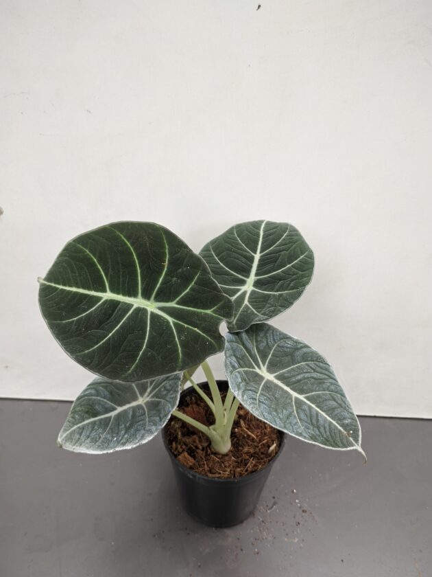 Alocasia Black velvet