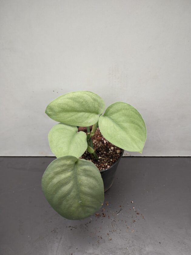 Scindapsus platinum silver