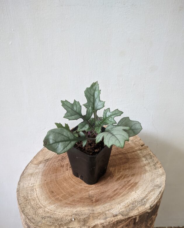 Gynura aurantiaca (Purple Passion)