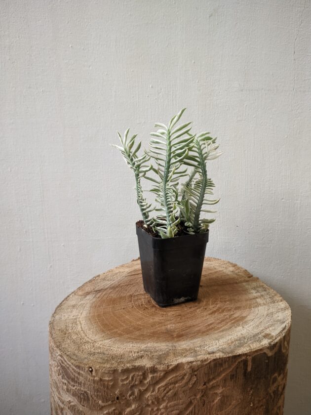 Pedilanthus white (Devils backbone)