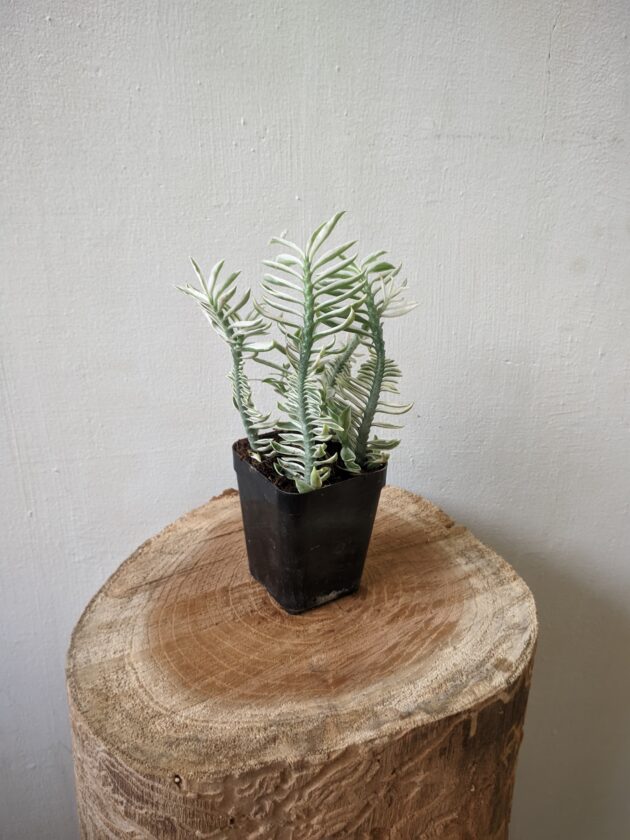 Pedilanthus white (Devils backbone)