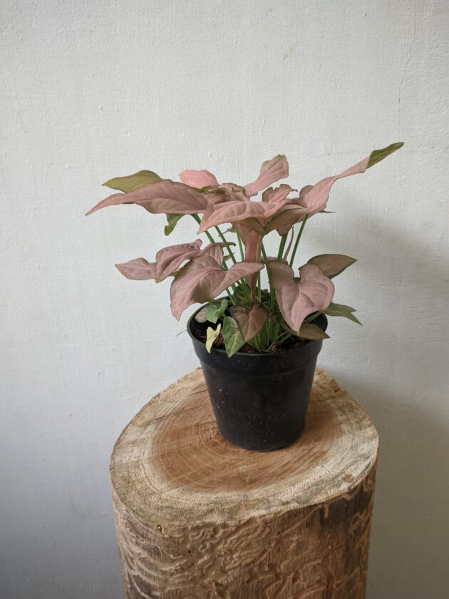 Syngonium pink