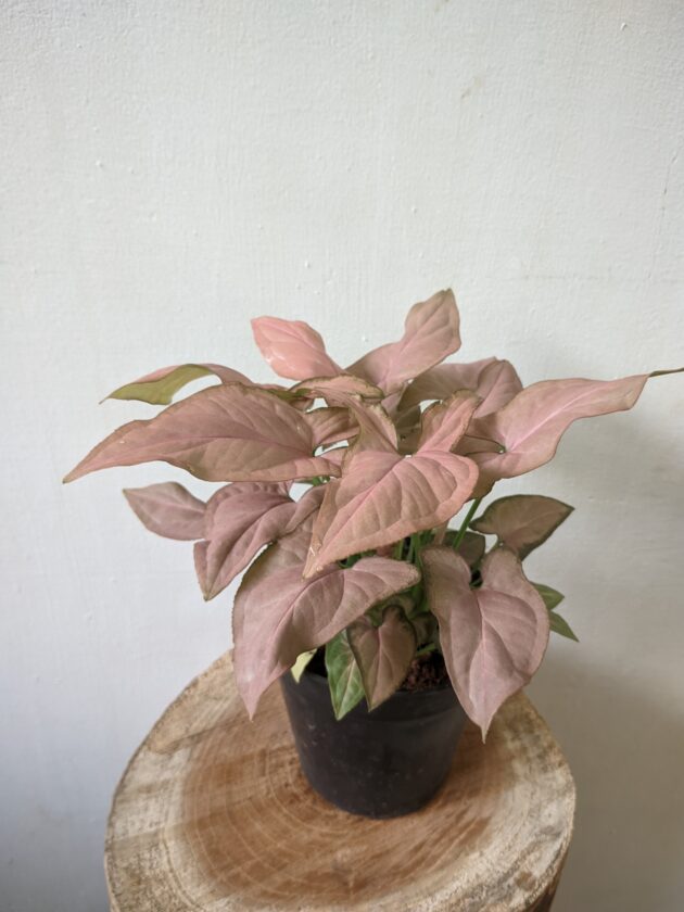 Syngonium pink