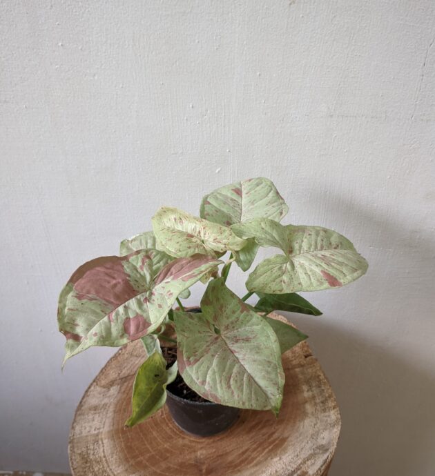 Syngonium (Milk Confetti)