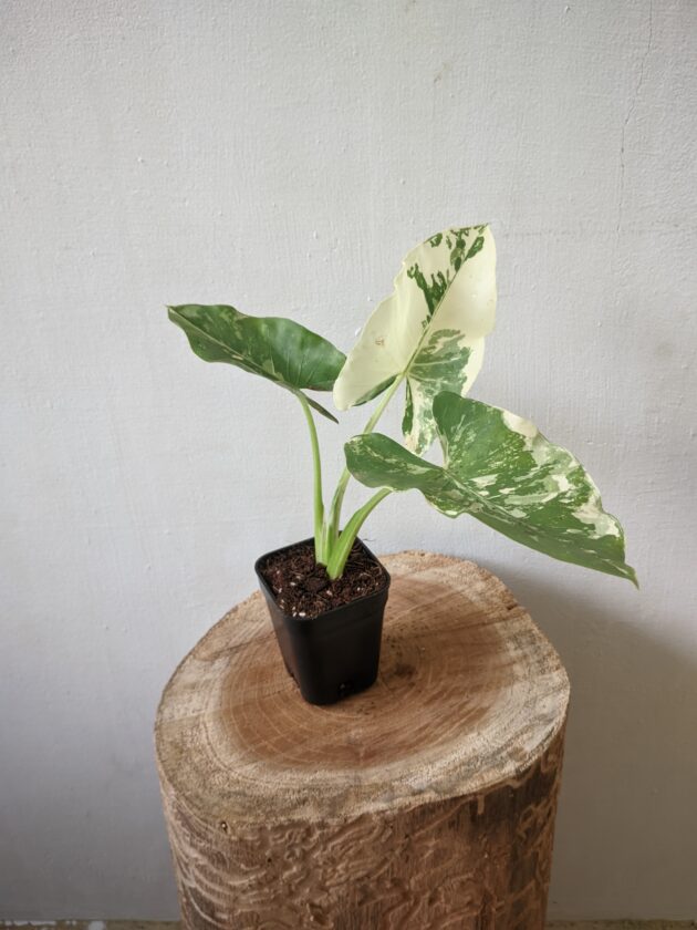 Alocasia Macrorrhiza Variegata (Elephant Ear)