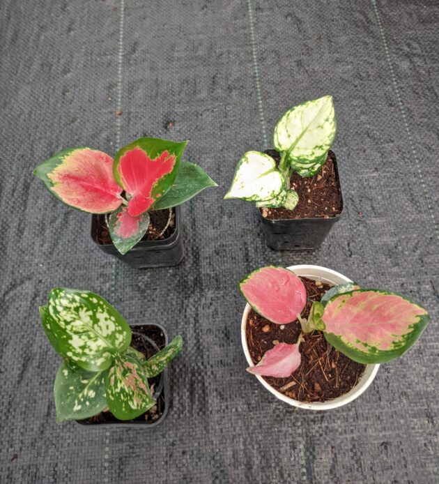 Aglaonema Combo 1 -- Tricolor + Thai peach + Super white + Jaipong red