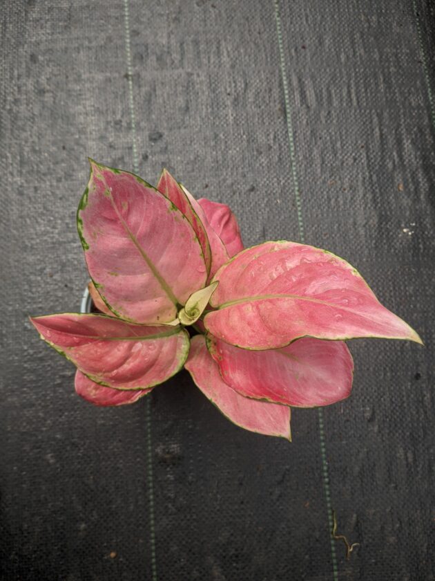 Aglaonema Pink Anjamani (Chinese Evergreen)