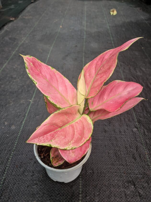 Aglaonema Pink Anjamani (Chinese Evergreen)