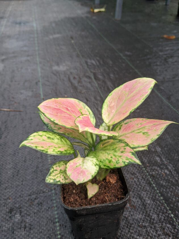 Aglaonema Combo 2 (Red Anjamani + Pink Anjamani)